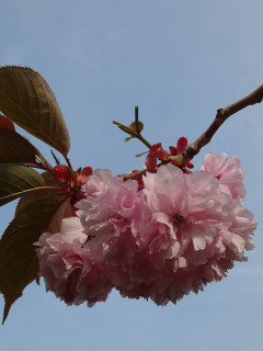 5月末の桜