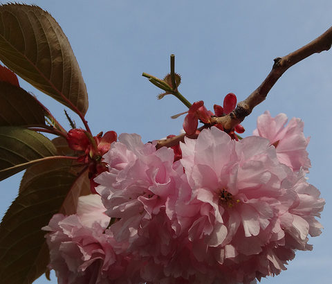 5月末の桜