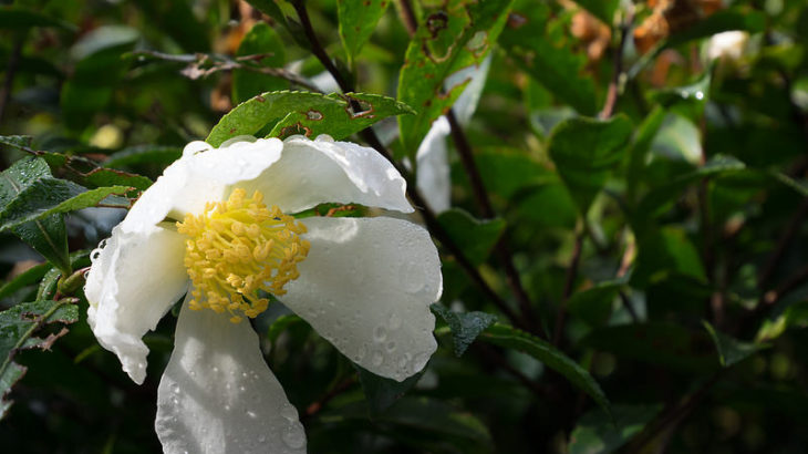 明日から一気に