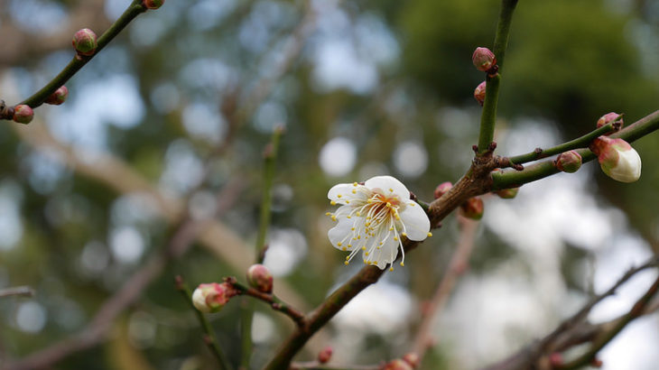 X70も検討範囲に？