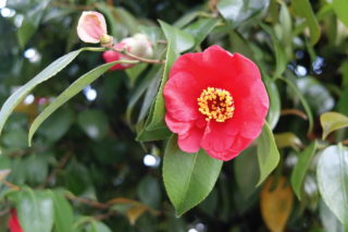 4月2日　さよなら私のクラマー　最終巻