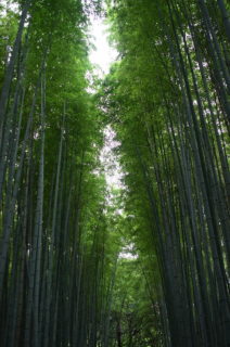 GXR + GR LENS A12 50mm