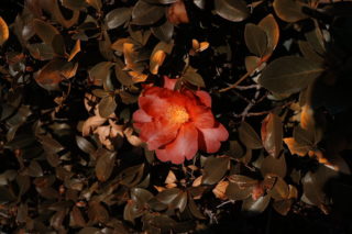 2026年にやりたいこと