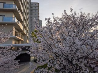 4月6日　さくら