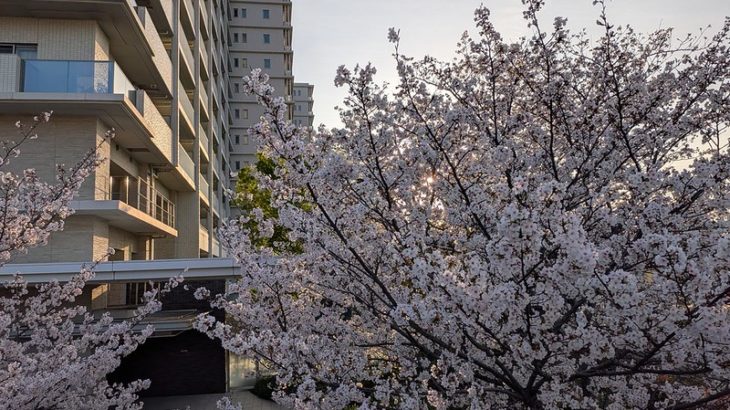 4月6日　さくら